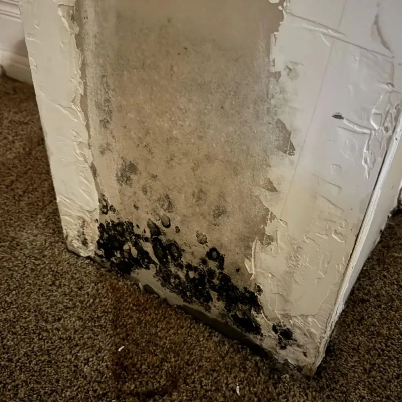 Professional Mold Removal in Hickman County, KY